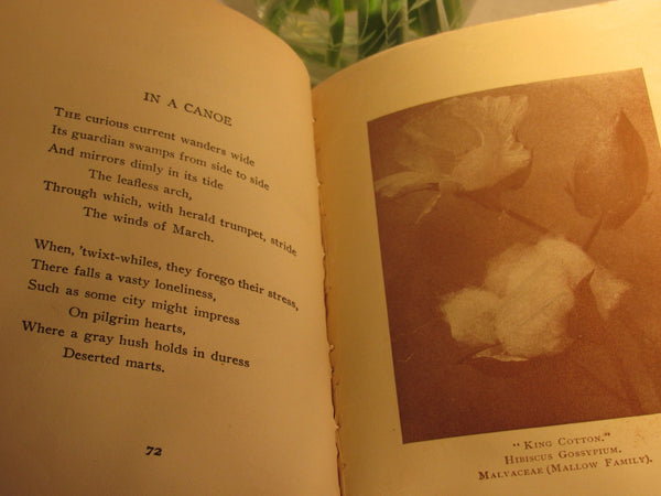 Antique Rare Book Lyrics From Cottonland McNeill 1922 Copyright Stone Publishing Old South Poetry